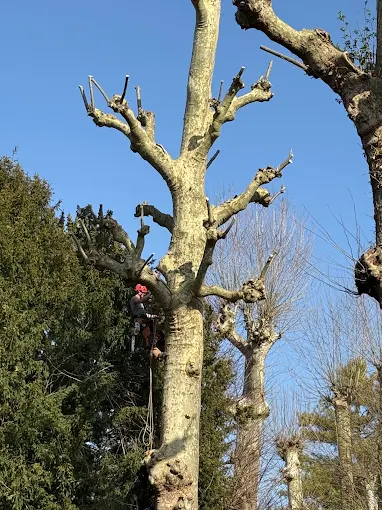 Réalisation Albert Elagage Abattage d'Arbres